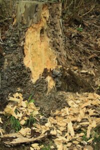 クマゲラ食痕2024年5月25日ハルニレ朽木