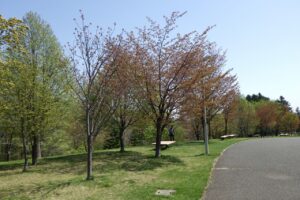 2024.5月2日桜情報