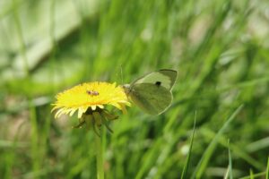 オオモンシロチョウ2024年5月19日