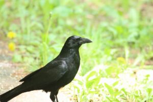 ハシボソガラス2024年5月25日