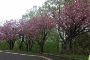 2024.5.6桜情報テラス