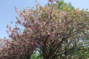 2024年5月14日桜情報 (八重桜並木アップ)