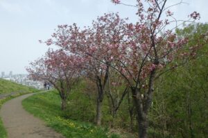 2024年5月4日桜情報 (レストハウス近く八重桜並木)