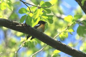 ムギマキ雄2024年5月19日