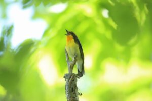 キビタキ♂2024年5月25日2