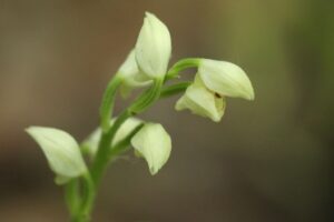 ギンラン2024年5月25日