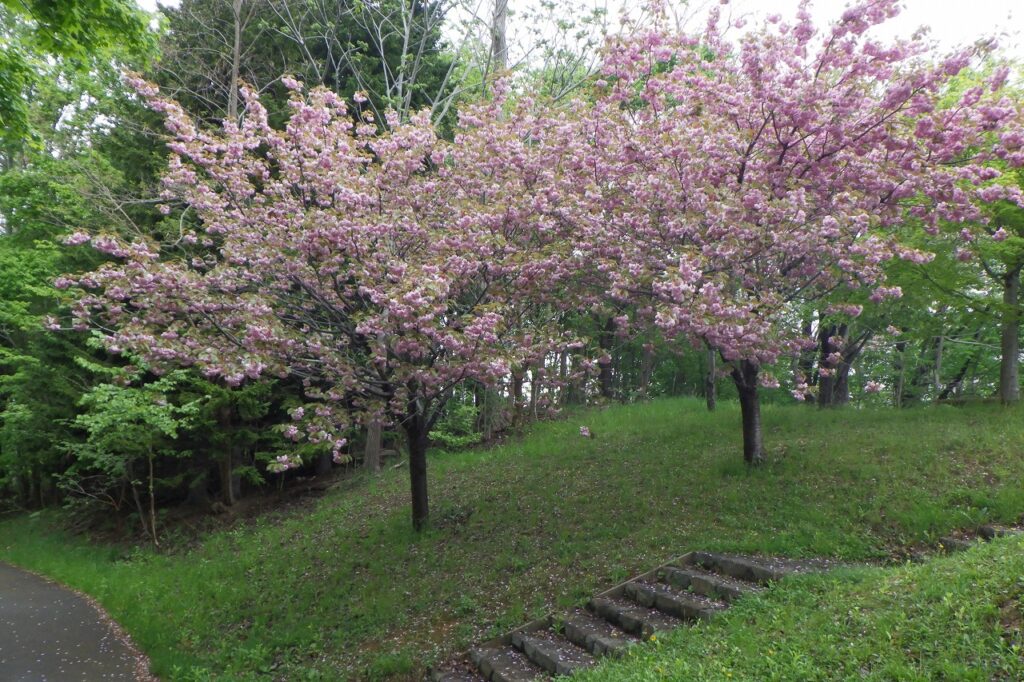 ピクニックテラス