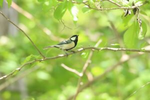 シジュウカラ2024年5月25日