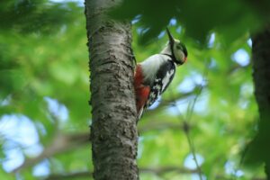アカゲラ♂2024年5月25日
