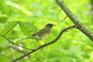 マミチャジナイ2024年5月19日