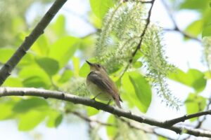 キビタキ雌2024年5月11日