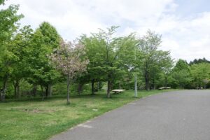 2024年5月16日桜情報 (新桜並木の八重ザクラ2)