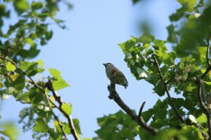 シメ2024年5月19日