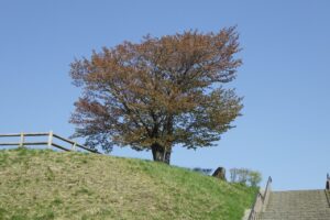 2024.5月2日桜情報