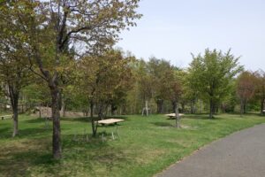 2024年5月4日桜情報 (新桜並木)