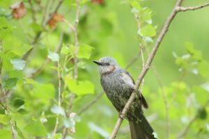 ヒヨドリ2024年5月25日