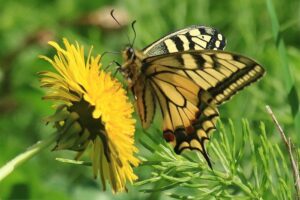 キアゲハとセイヨウタンポポ2024年5月4日