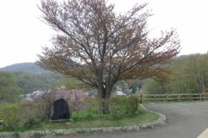 旭山記念公園の桜2024年5月1日3展望台一本桜と藻岩山2024年4月30日撮影