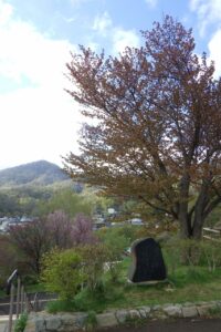 旭山記念公園の桜2024年5月1日2展望台一本桜と藻岩山