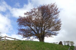 旭山記念公園の桜2024年5月1日1展望台一本桜大きく