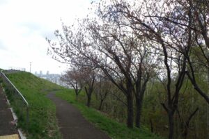 旭山記念公園の桜2024年5月1日9八重桜並木