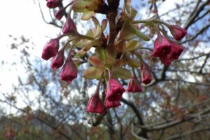 旭山記念公園の桜2024年5月1日10八重桜つぼみアップ