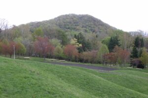 旭山記念公園の桜2024年5月1日4新桜並木と円山