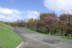 旭山記念公園の桜2024年5月1日6新桜並木東側から望む