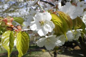旭山記念公園の桜2024年5月1日8カスミザクラ花のアップ
