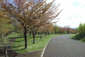 旭山記念公園の桜2024年4月30日7新桜並木西側から望む