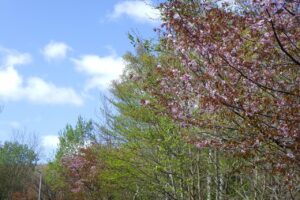 旭山記念公園の桜2024年5月1日11青空