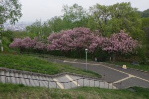 旭山記念公園の桜2024年5月11日2八重桜並木展望台から望む