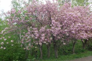 旭山記念公園の桜2024年5月11日八重桜
