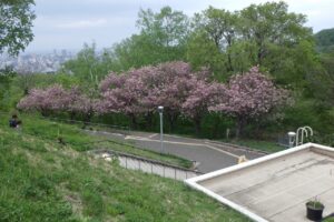 旭山記念公園の八重桜2024年5月12日1展望台から見下ろす
