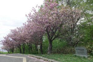 旭山記念公園の八重桜2024年5月12日7八重桜並木