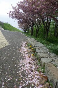 旭山記念公園の八重桜2024年5月12日2花びらが散り始めた