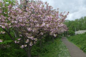 旭山記念公園の八重桜2024年5月12日3街側から八重桜並木を望む