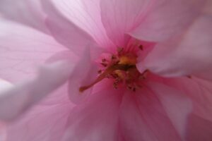 旭山記念公園の八重桜2024年5月12日5花マクロ撮影