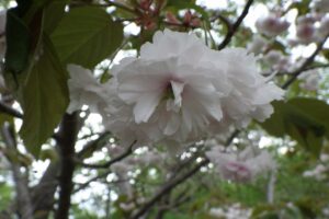 旭山記念公園の八重桜2024年5月12日6白い八重桜
