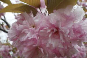 旭山記念公園の八重桜2024年5月12日4花アップ