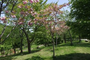 2024年5月14日桜情報 (新桜並木の八重桜3)