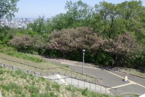 旭山記念公園の八重桜2024年5月17日1展望台から見下ろす