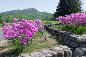 旭山記念公園2024年5月15日9テラス状階段のヨドガワツツジと藻岩山