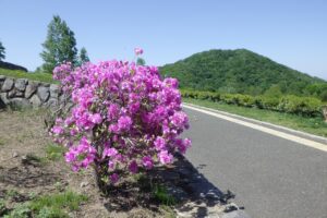 旭山記念公園2024年5月15日10ヨドガワツツジと円山