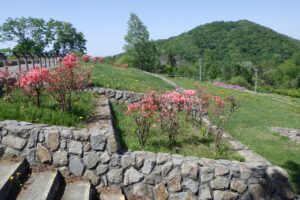 旭山記念公園2024年5月15日10レンゲツツジ