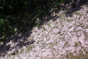 旭山記念公園の八重桜2024年5月15日4花びら1
