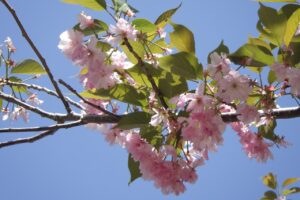 旭山記念公園の八重桜2024年5月15日12見上げ花アップ
