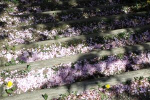 旭山記念公園の八重桜2024年5月15日5花びら