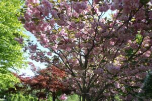 旭山記念公園の八重桜2024年5月15日7新桜並木の八重桜