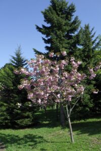 旭山記念公園の八重桜2024年5月15日8新桜並木の八重桜2やや小さい木